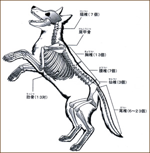 犬の骨格図