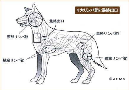 犬のリンパ節の図